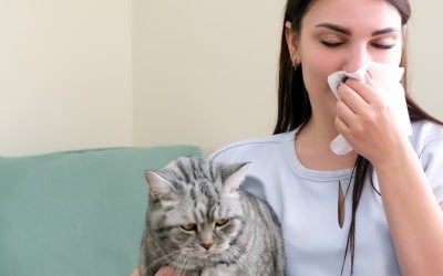 een jonge vrouw niest van allergie voor haar kat.